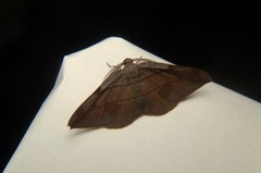 Hypochrosini