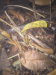 Leptodactylus fuscus