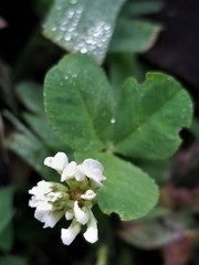 Trifolium repens