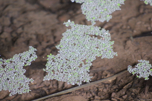Lemna aequinoctialis observed 2023-03-28