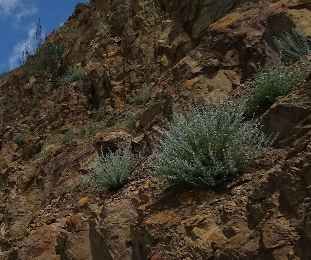 Artemisia rutifolia