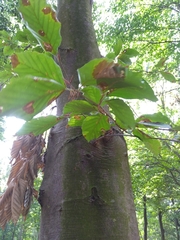 Fagus sylvatica