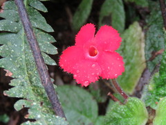Episcia