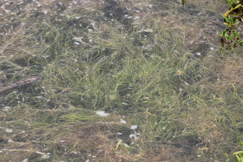 Ruppia maritima observed 2023-03-28
