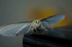 Eucyclodes sanguilineata