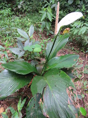 Spathiphyllum