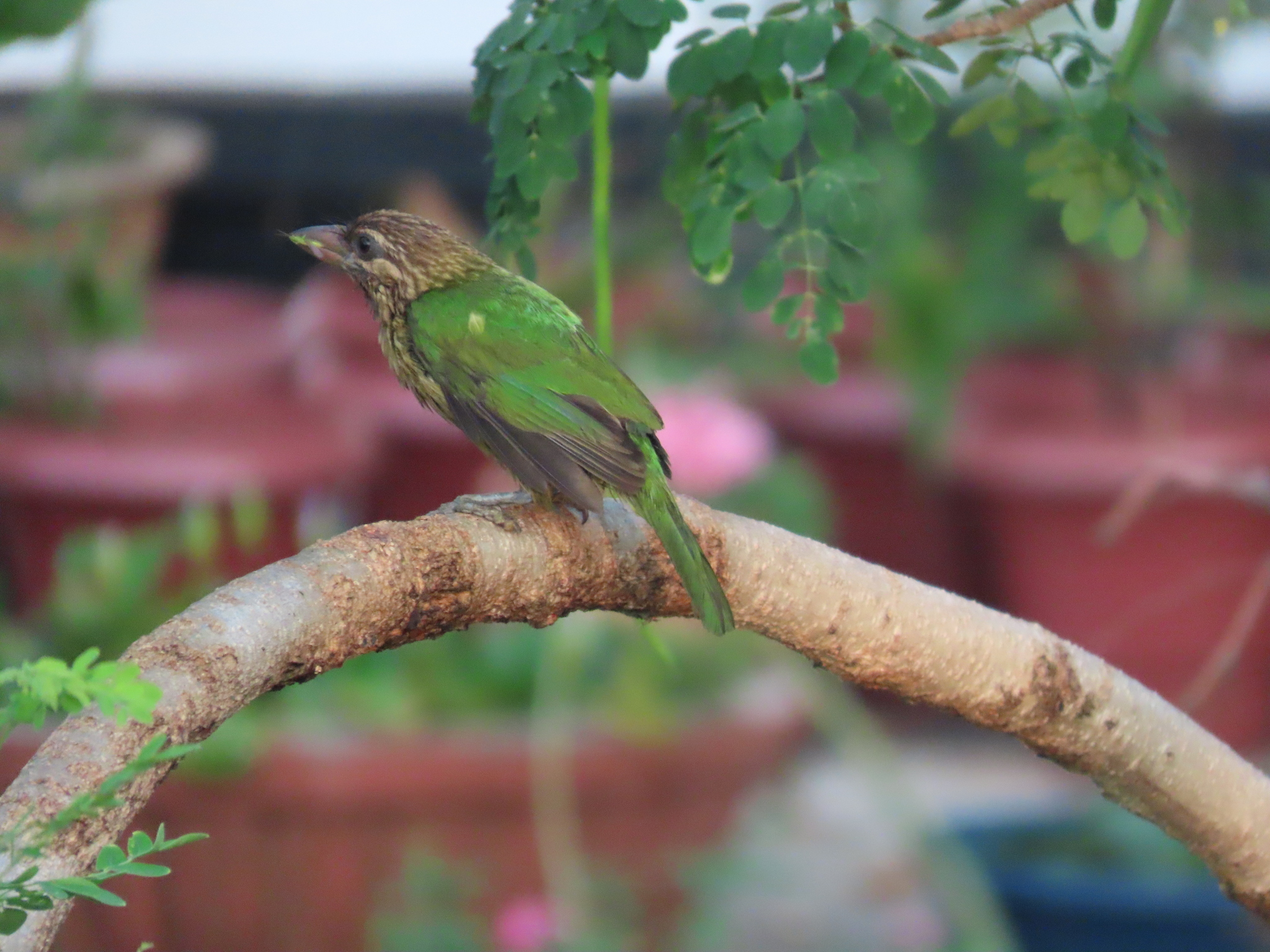 White-cheeked Barbet