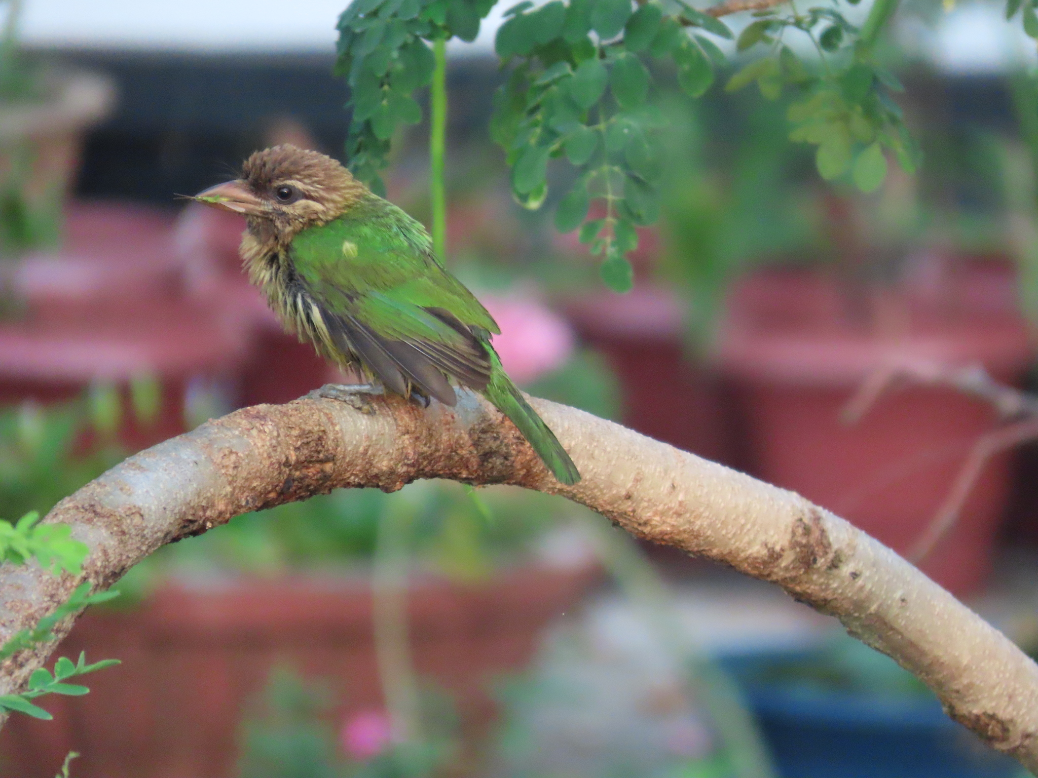 White-cheeked Barbet