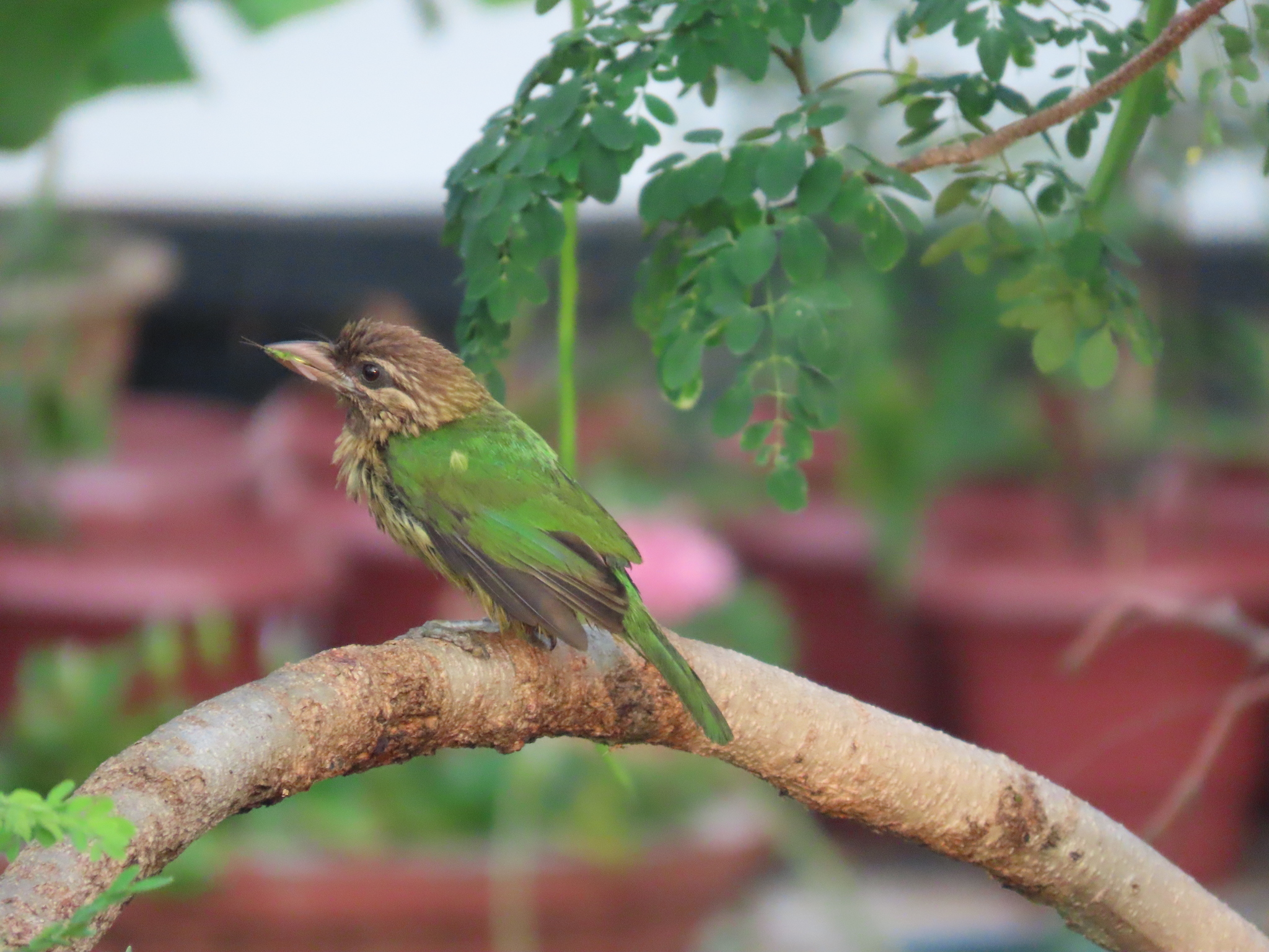 White-cheeked Barbet