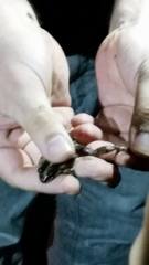 Leptodactylus albilabris