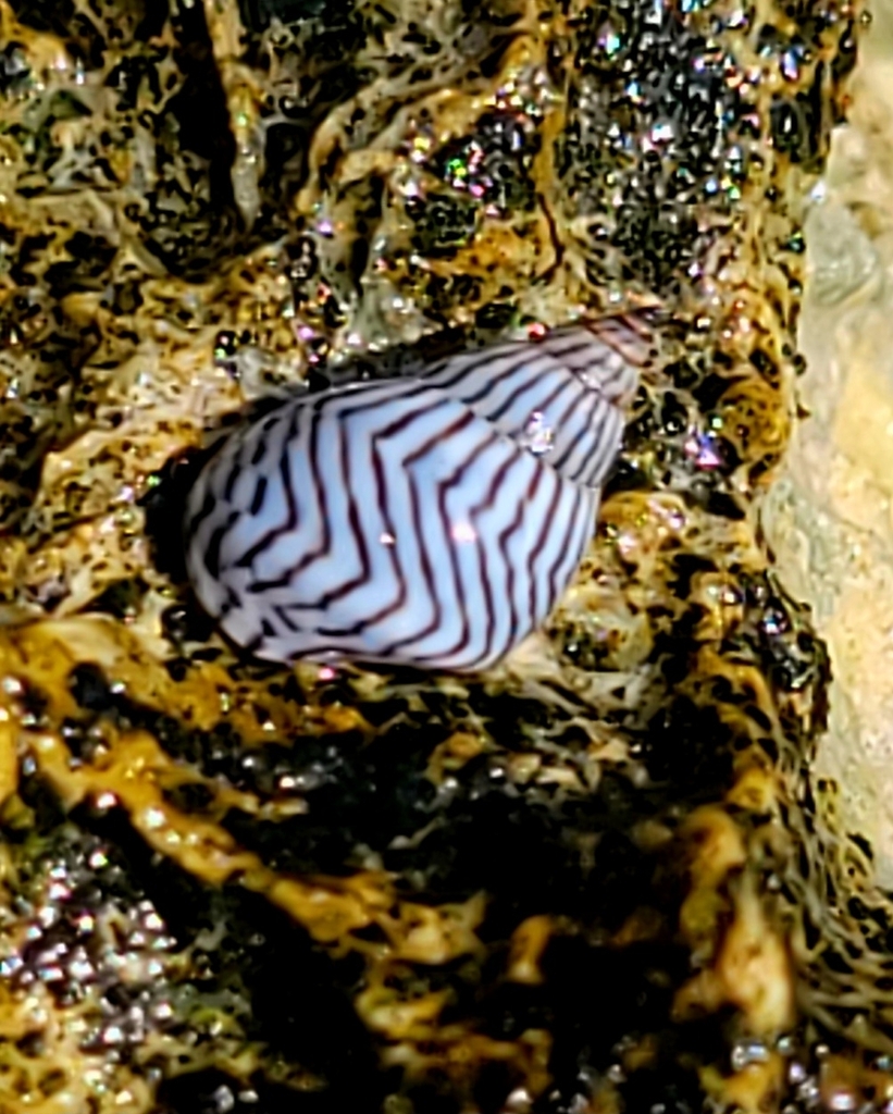 Amerolittorina