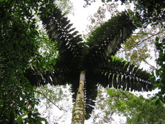 Iriartea deltoidea