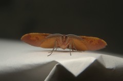 Hypochrosini