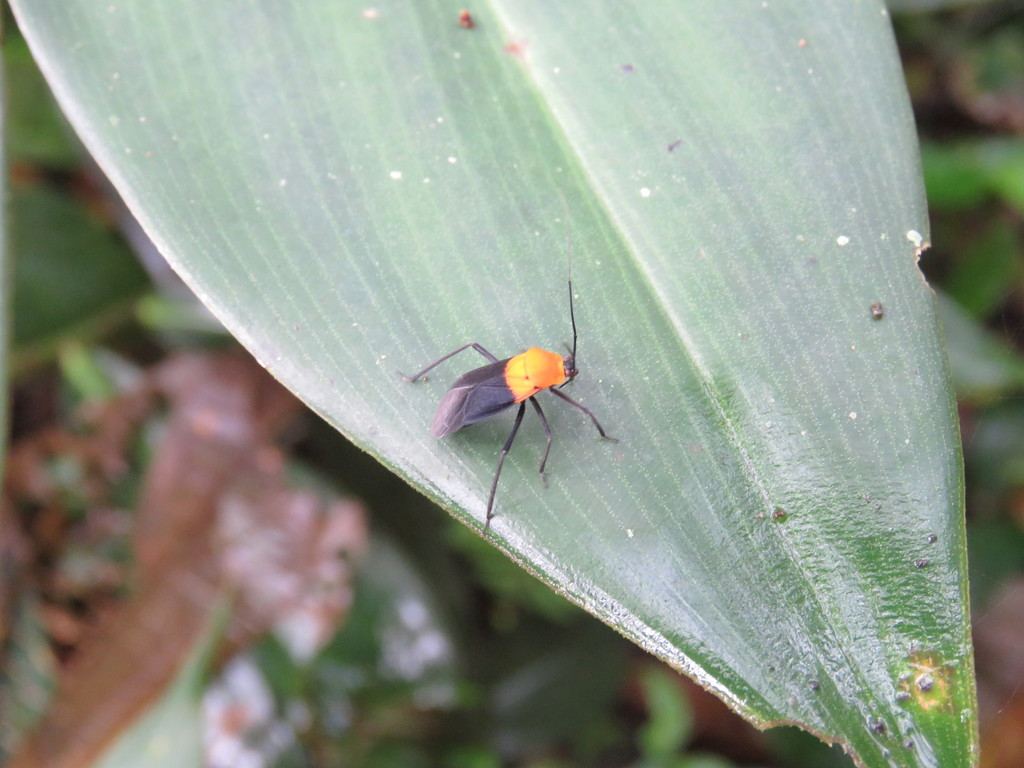 Mimoncopeltus itacoaiensis