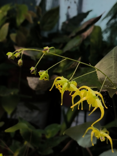 Franchett's fairy wings (Epimedium franchetii)
