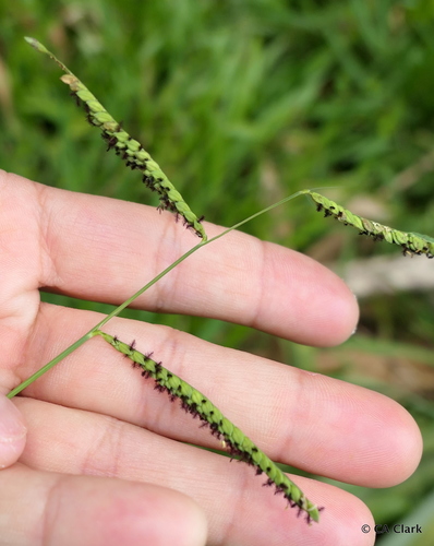 Paspalum jesuiticum