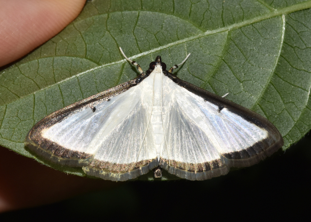 Palpita Moths