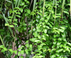 Passiflora laurifolia