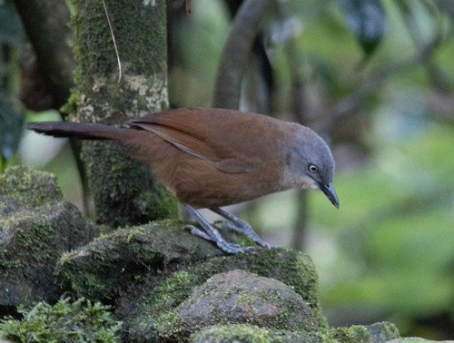 Ashy-headed Laughingthrush (Argya cinereifrons), photo 6