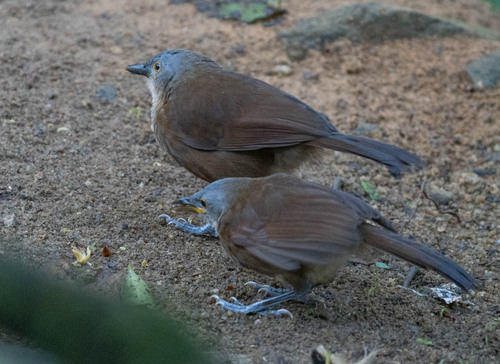 Ashy-headed Laughingthrush (Argya cinereifrons), photo 5