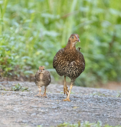 Sri Lanka junglefowl