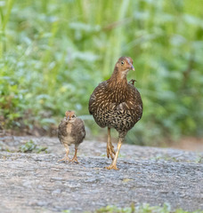 Sri Lanka Junglefowl photo 1