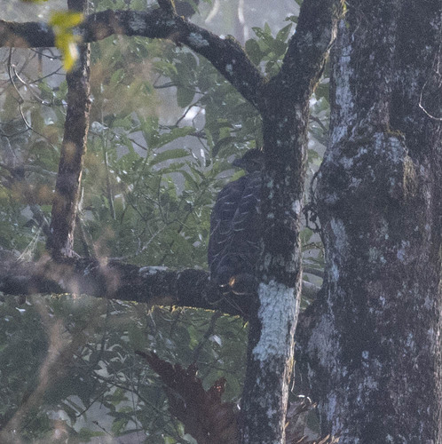 Legge's Hawk-Eagle (Nisaetus kelaarti), photo 7