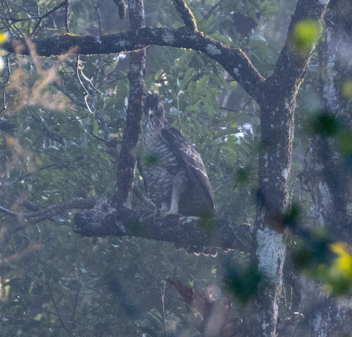 Legge's Hawk-Eagle (Nisaetus kelaarti), photo 8