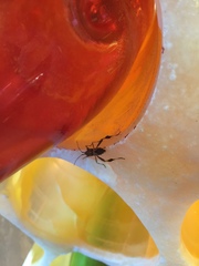 Leptoglossus jacquelinae