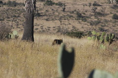 Canis latrans vigilis