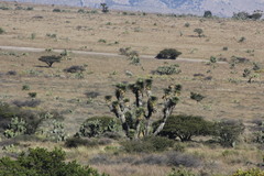 Yucca decipiens