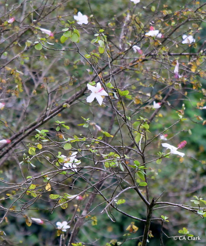 Hibiscus waimeae