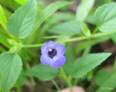Torenia asiatica