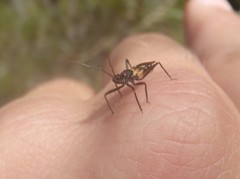 Catasphactes coprias