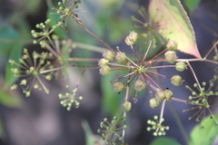 Aralia humilis