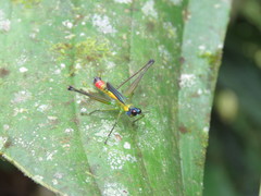 Eumastax apolinari
