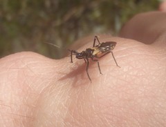 Catasphactes coprias