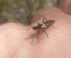 Catasphactes coprias