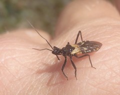 Catasphactes coprias