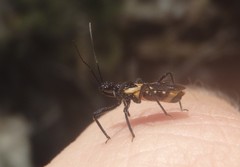 Catasphactes coprias