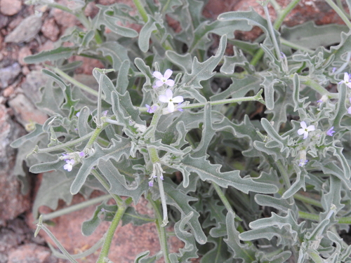 Image of Matthiola parviflora by (c) Rachel Stringham, some rights reserved (CC BY)