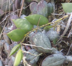 Dendrobium pugioniforme