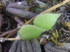 Dendrobium pugioniforme