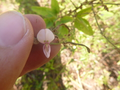Desmodium nuttallii
