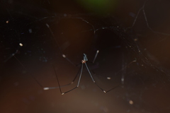Pholcidae