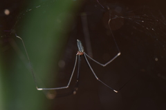 Pholcidae