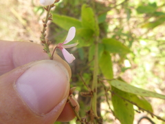 Desmodium nuttallii