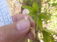 Desmodium nuttallii