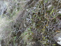 Dendrobium pugioniforme