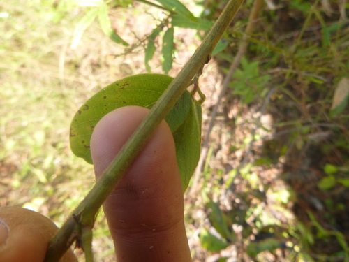 Image of Desmodium nuttallii by no rights reserved
